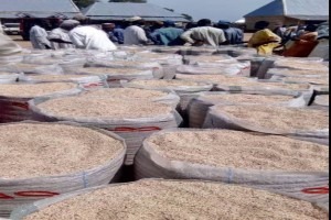 Sesame Seed from Nigeria